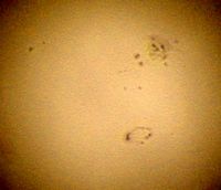 Имя файла=sun281003wlp.jpg
Размер файла=53КБ
Размеры=294x253
Дата=%171 %02, %2009 sun281003wlp.jpg